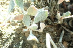 Eriogonum ovalifolium