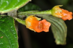 Gesneriaceae