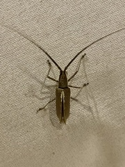 Neoptychodes trilineatus