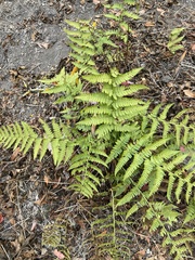 Dryopteris arguta