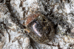 Rhyzobius lophanthae