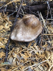 Armillaria sinapina