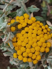 Helichrysum dasyanthum