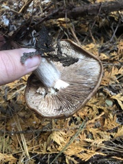 Armillaria sinapina