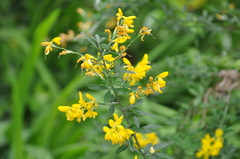 Genista stenopetala