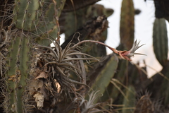 Tillandsia latifolia