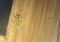 Chauliognathus cinguliventris