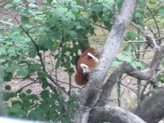 Ailurus fulgens