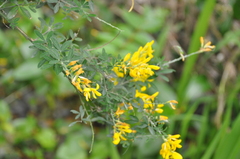 Genista stenopetala