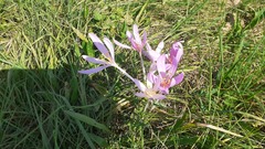 Colchicum autumnale