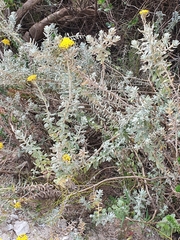 Helichrysum dasyanthum