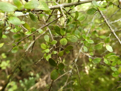 Pittosporum obcordatum