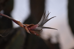 Tillandsia latifolia