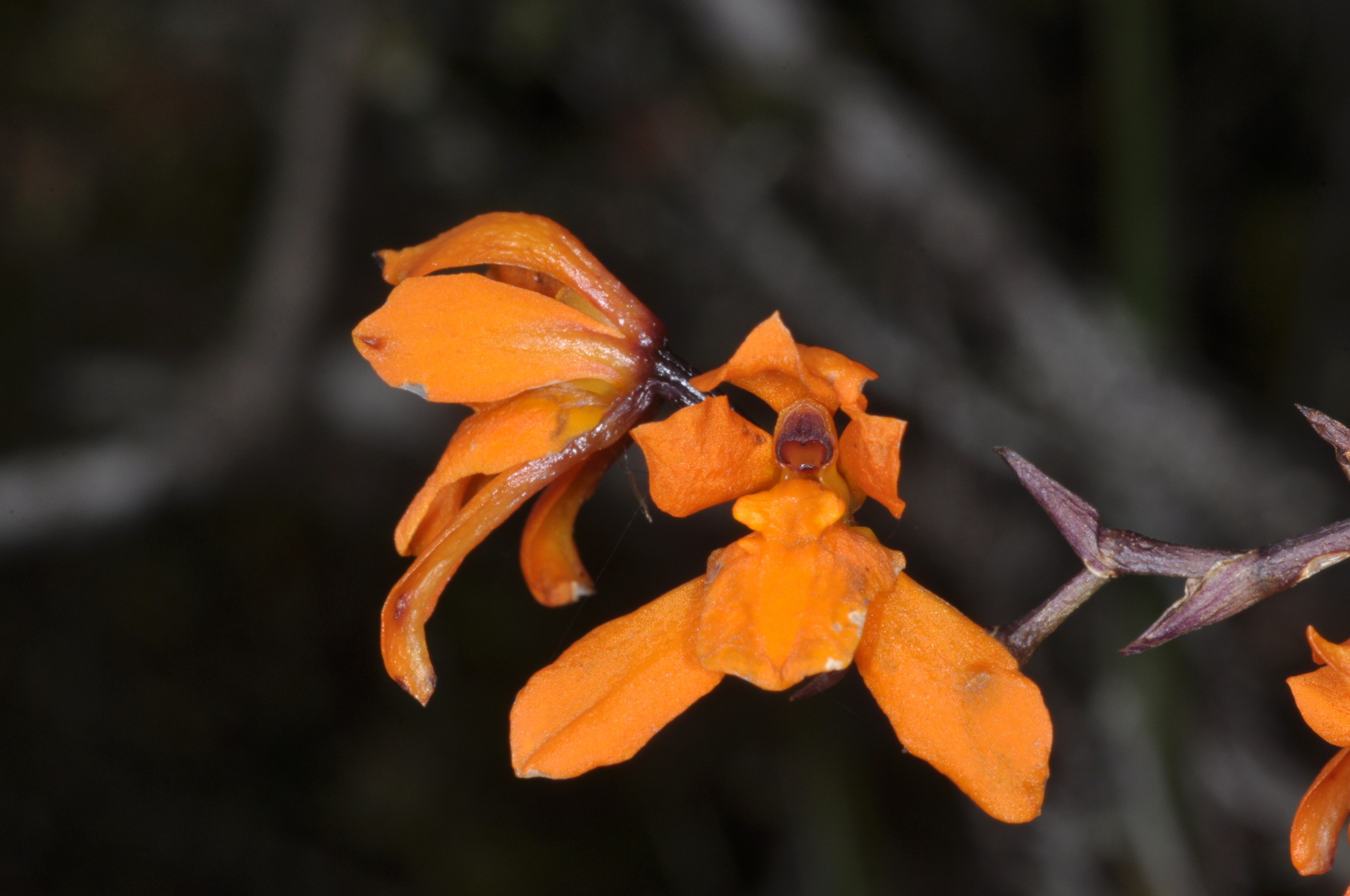 Cyrtochilum retusum image