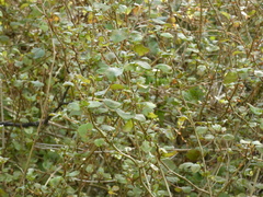 Fuchsia perscandens