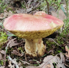 Butyriboletus regius