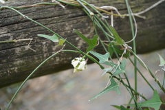 Araujia angustifolia
