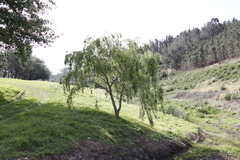 Salix babylonica babylonica