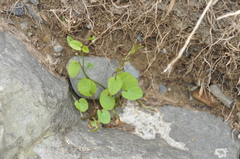 Calystegia tuguriorum
