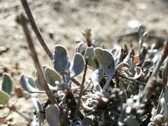 Eriogonum ovalifolium