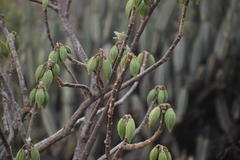 Vasconcellea candicans