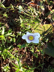 Nierembergia linariifolia