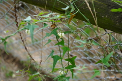 Araujia angustifolia