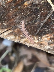 Nearctodesmidae