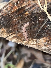 Nearctodesmidae