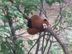 Ailurus fulgens