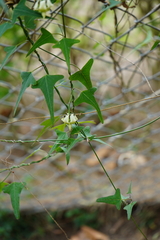 Araujia angustifolia
