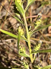Liatris hirsuta
