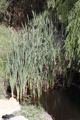 Typha capensis