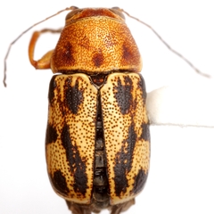 Pachybrachis nobilis