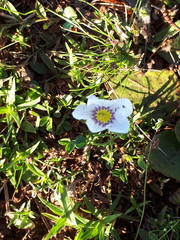 Nierembergia linariifolia