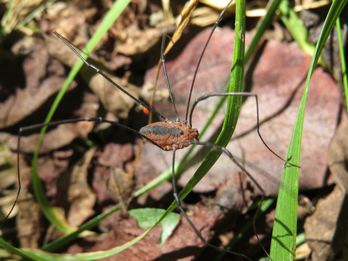 Thick-palped Harvestman