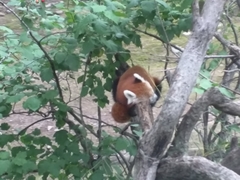 Ailurus fulgens