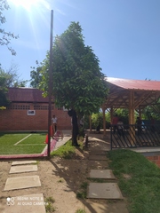 Melicoccus bijugatus