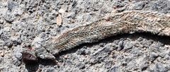 Duberria lutrix