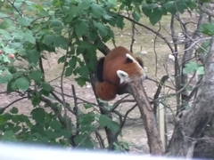 Ailurus fulgens