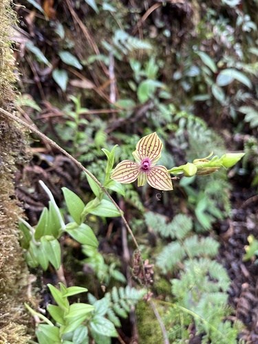 Red-veined Telipogon (Telipogon mesotropicalis)
