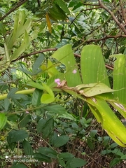 Comparettia falcata