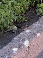 Zonotrichia capensis