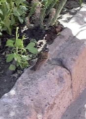 Zonotrichia capensis