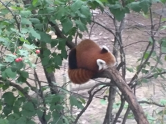 Ailurus fulgens
