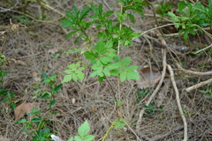 Sapindaceae