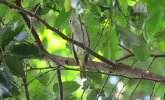 Vireo chivi
