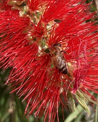 Apis mellifera
