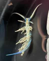 Dondice occidentalis