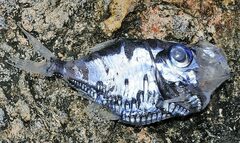 Argyropelecus aculeatus